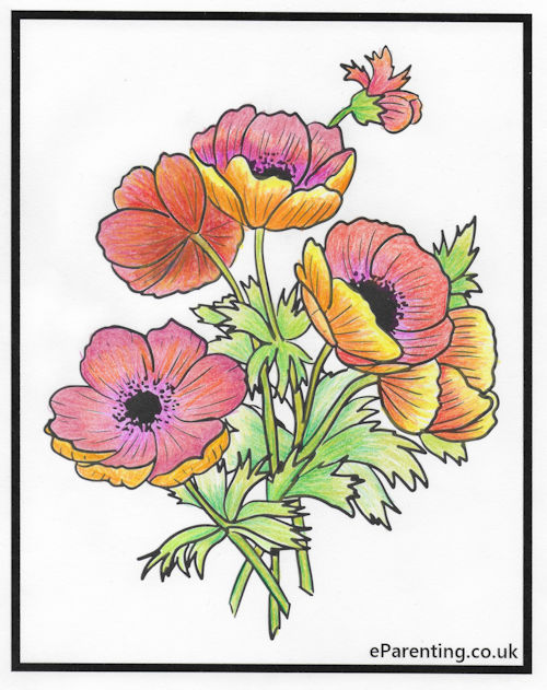 Rememberance Day Poppy Colouring Pictures